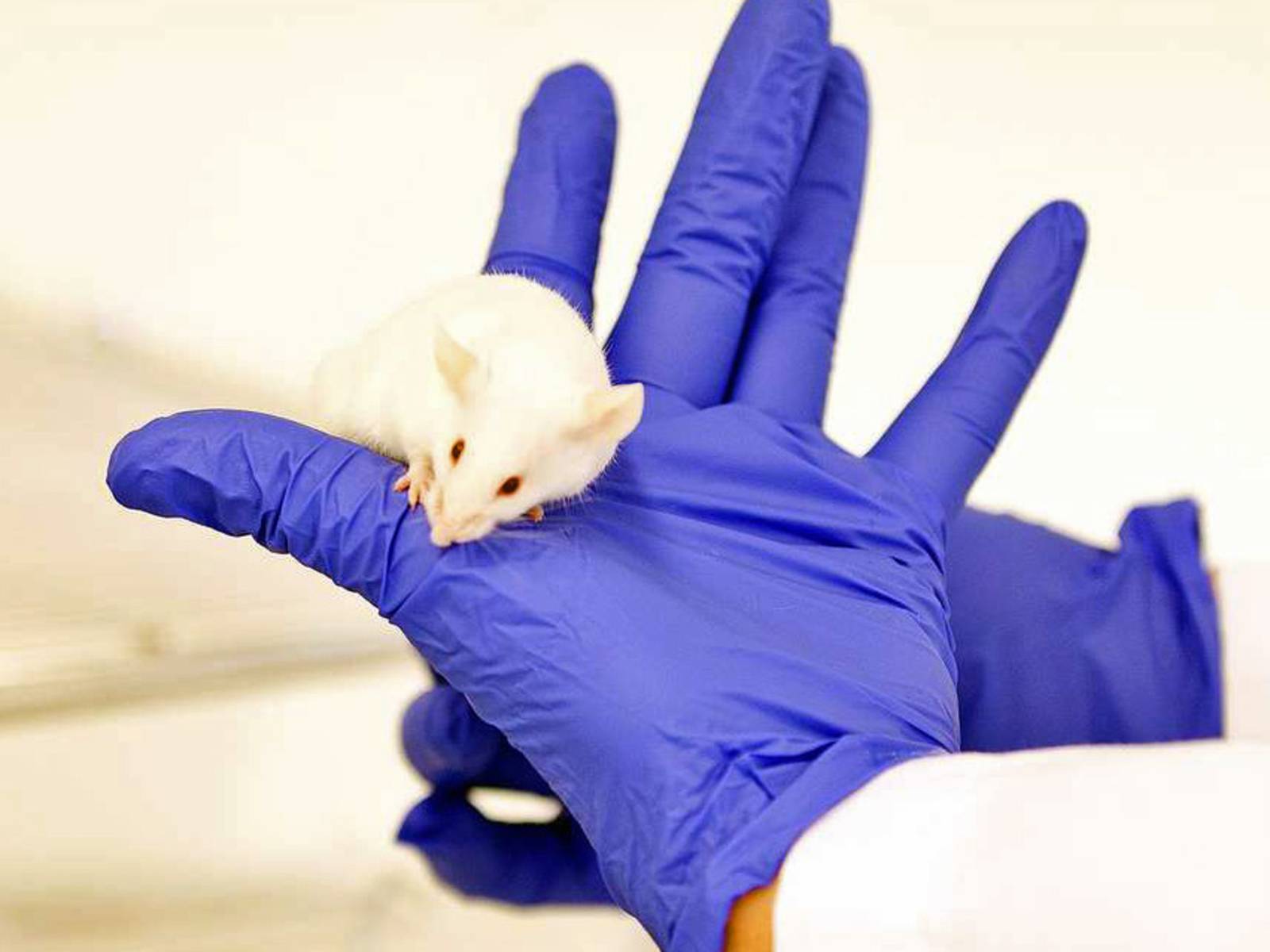 Weiße Maus auf Händen, die in Laborhandschuhen stecken.